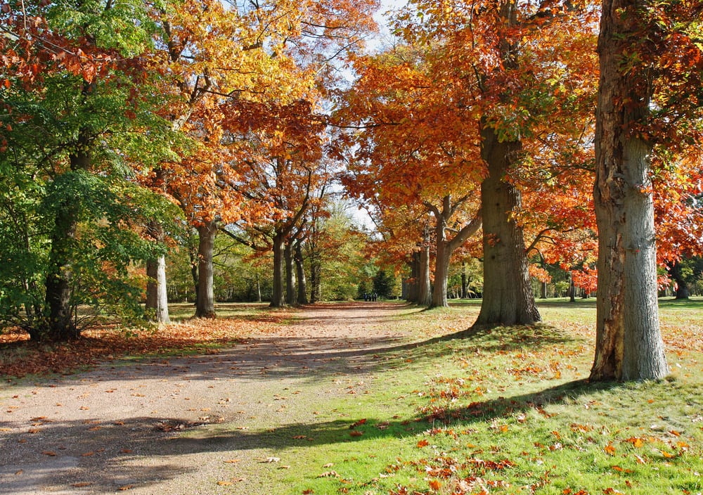 Windsor Great Park