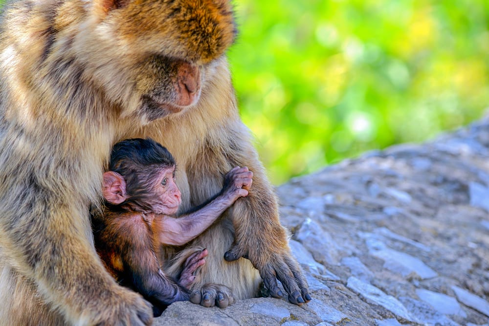 Gibraltar attractions - Barbary macaques in Gibraltar 