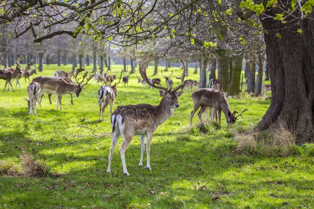 Phoenix Park