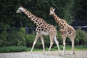 Dublin Zoo